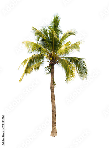 Coconut tree on white background 