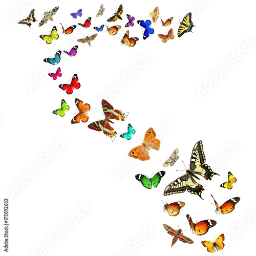 Colorful Butterflies Isolated on a White Background. Insects and Colors in the Wildlife 