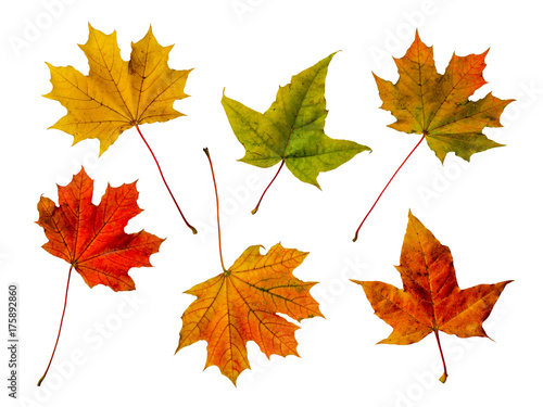 Colorful Maple Leaves Isolated On White Background