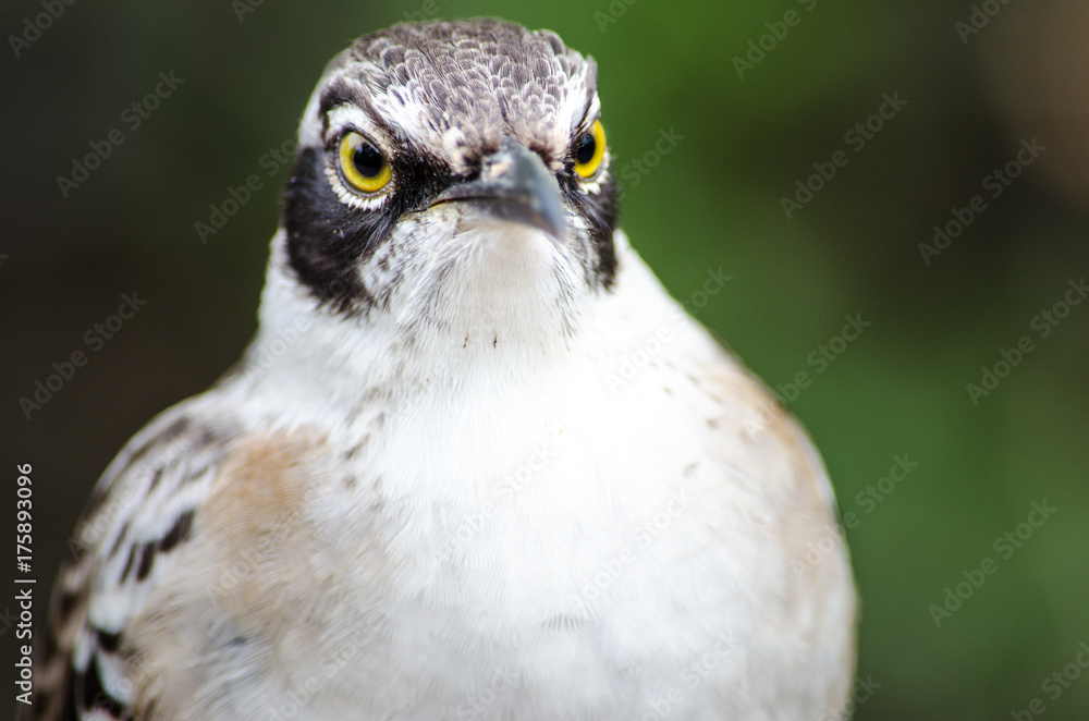 Obraz premium Bird
