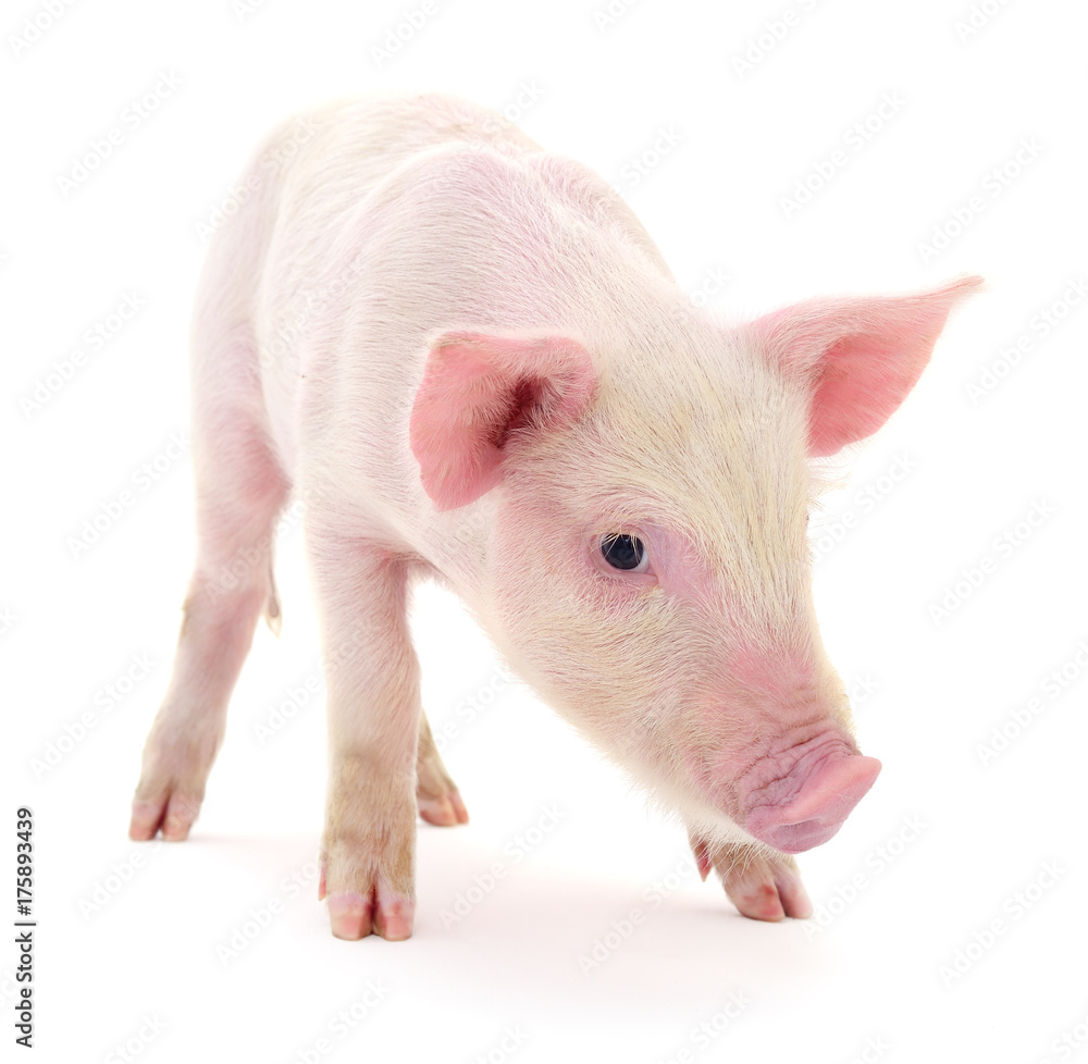 Pig on white