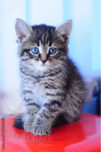 Beautiful Little Kitten With Blue Eyes