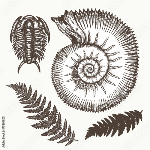Archeology and paleontology. Prehistoric art. Most ancient minerals Ancient ammonites fern, trilobite hand drawn vector. Great ammonite shell archeology art