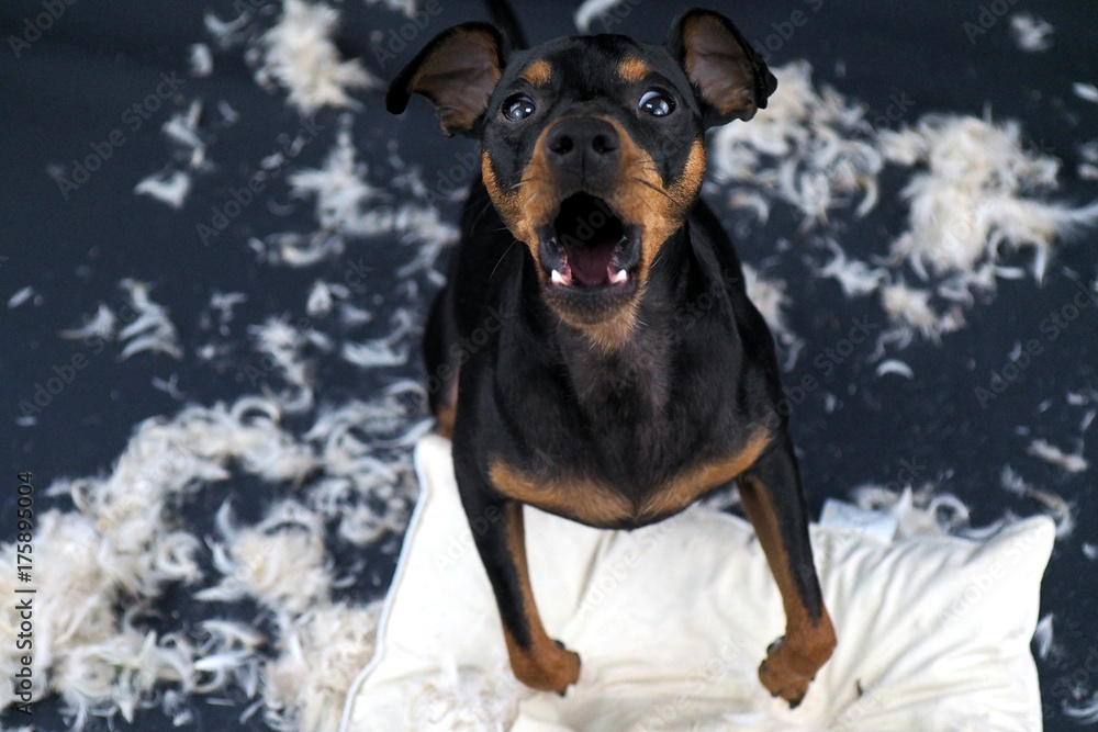 Portrait Hund zerbeißt Kissen und steht in Federn auf kaputtem kissen