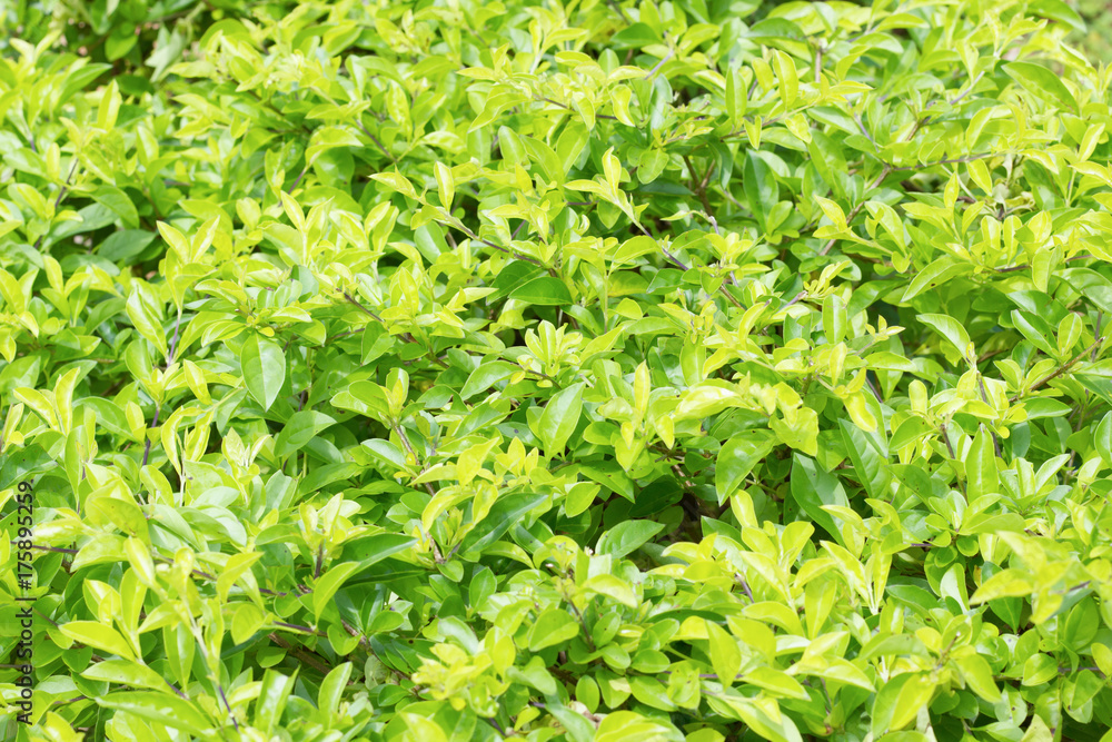 Green leaf pattern textured background. Close up nature photography. Green leaf pattern textured background. Close up nature photography.