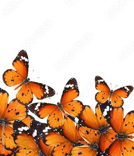 Butterflies. Wildlife composition with copy space 