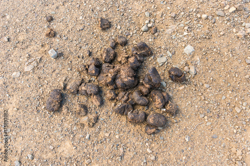 Top view of a horse feces on road