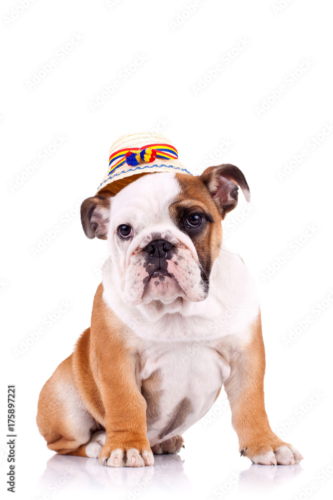 english bulldog with a traditional hat