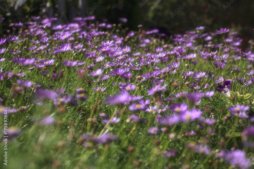 Fototapeta premium The autumn blooms in the park