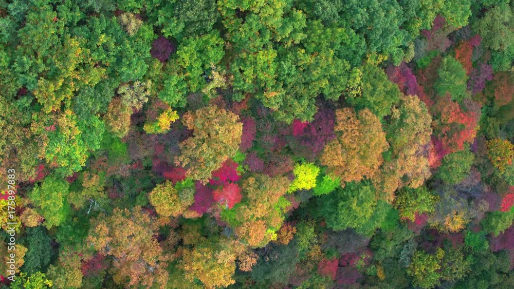 紅葉 空撮 俯瞰 森 山 自然 トラック 下 (チルトダウン) 紅葉 空撮 俯瞰 森 山 自然 トラック 下 (チルトダウン)