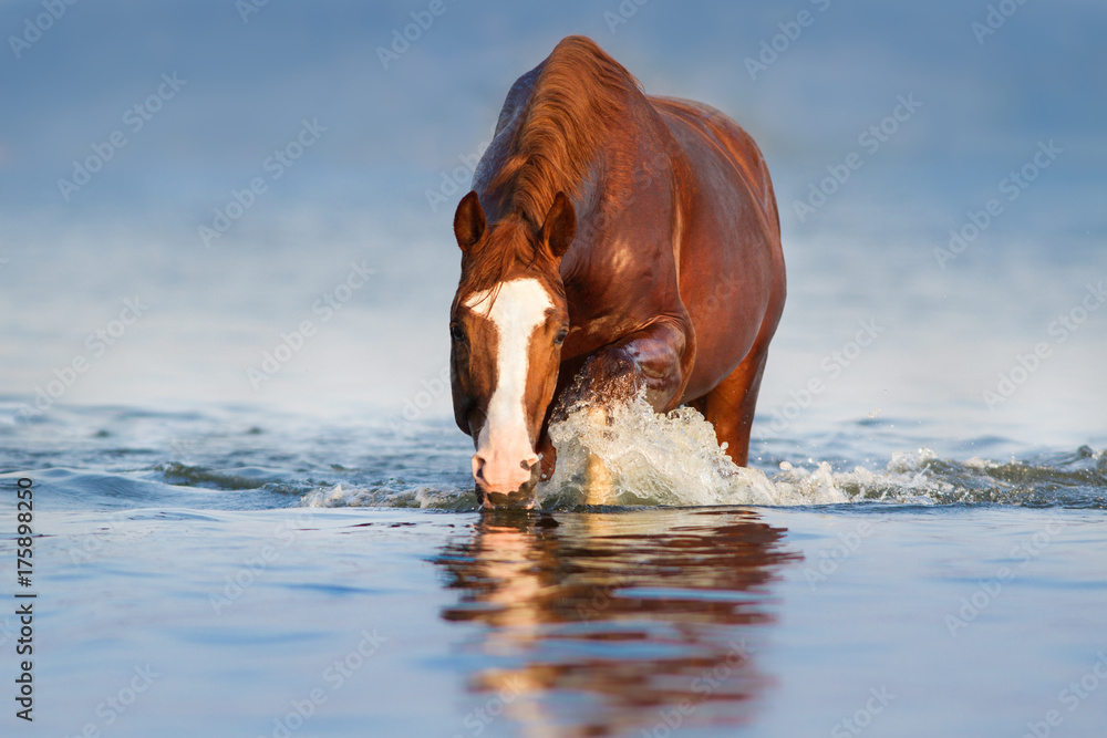 Fototapeta premium Czerwony koń chodzić po błękitnej wodzie