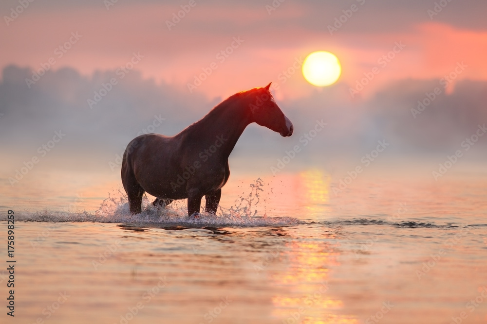 Fototapeta premium Horse standing in river at sunrise