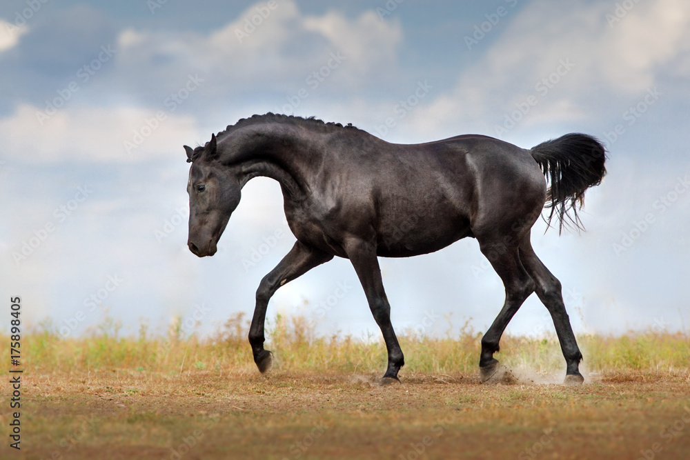 Black braided horse trotting free Black braided horse trotting free