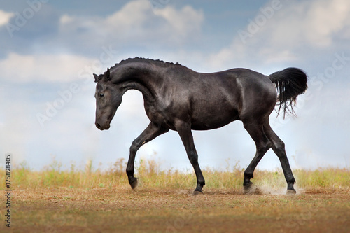 Black braided horse trotting free