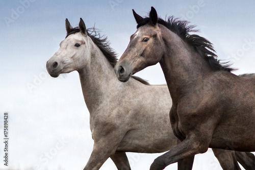 Two horse braided portrait in motion against blue sky