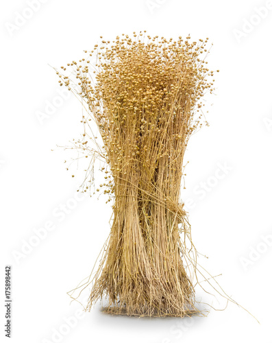 Sheaf of the harvested flax on a white background
