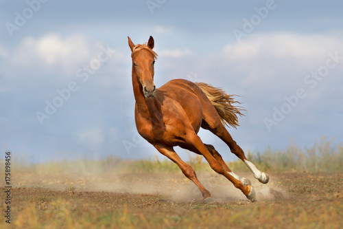 Red horse run fast against blue sky
