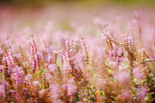 Small flowers pink