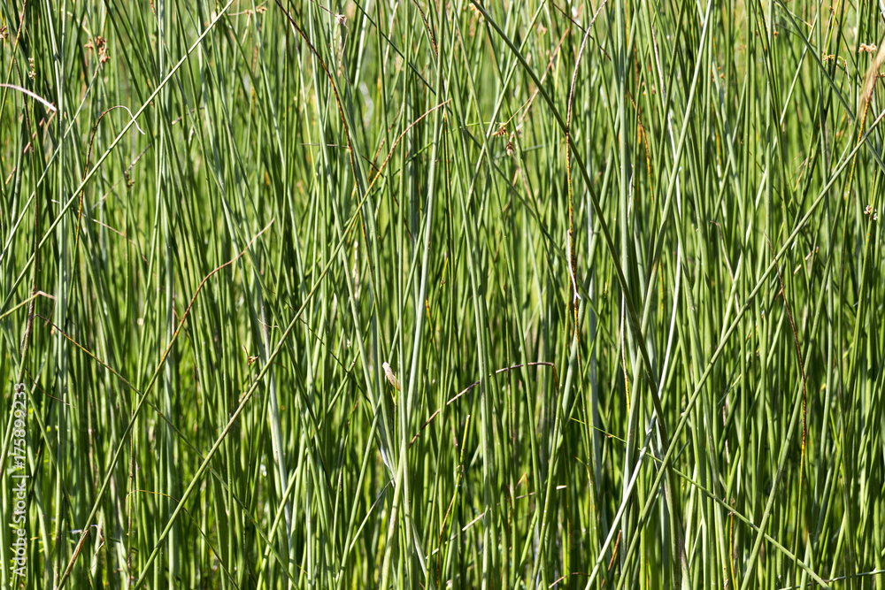 bamboo grove on mountain lake matese park bamboo grove on mountain lake matese park