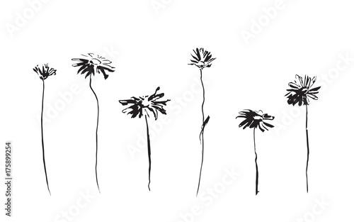 Set of chamomile flowers. Vector image painted by ink. Black hand drawn illustration.