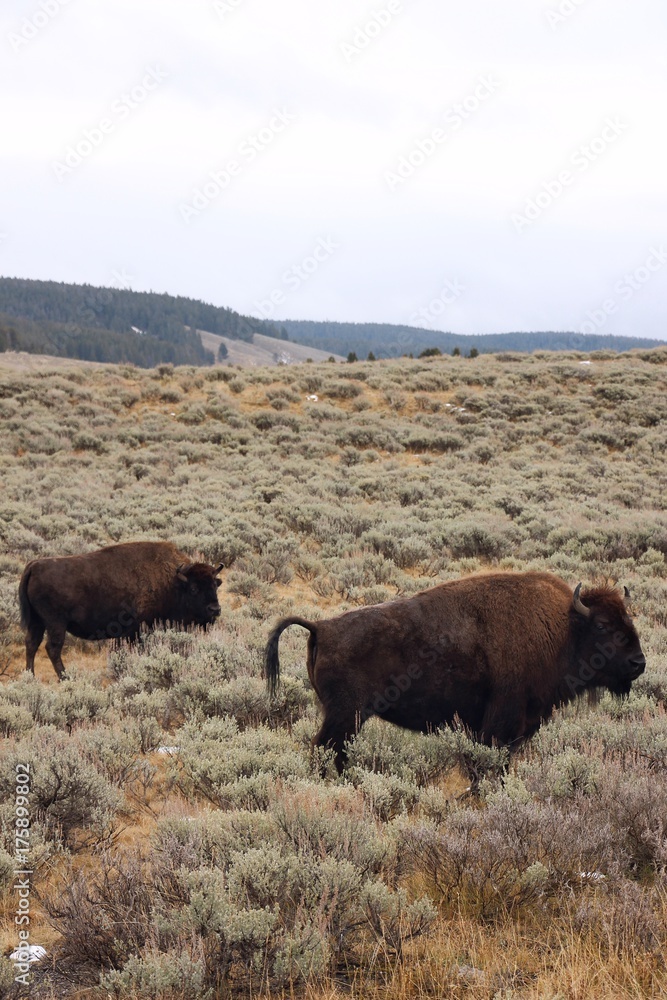 buffalos between the bushes