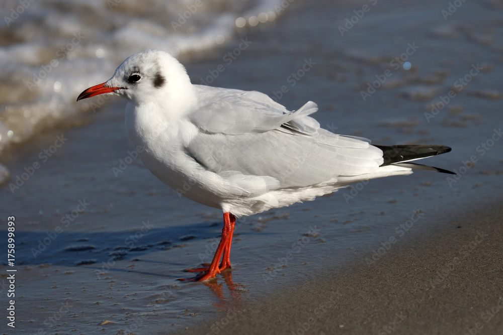 Obraz premium Auf Futtersuche