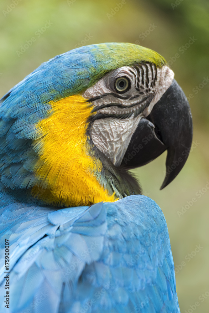 One bright colored parrot sits on the shoulder close up. One bright colored parrot sits on the shoulder close up.