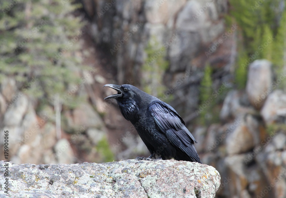 Naklejka premium black crow caw