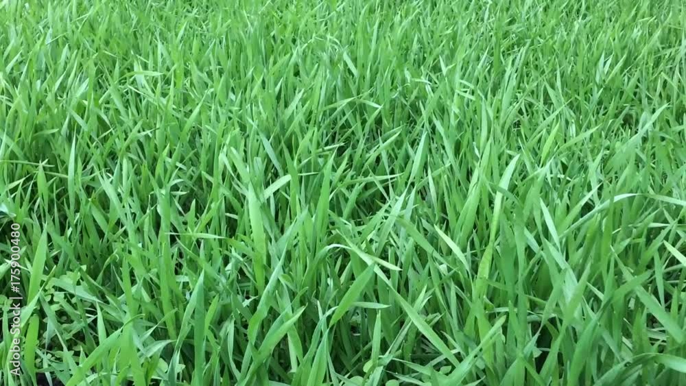 Fresh green shoots of cereals swaying in the wind. Herbal background. Rye, wheat, oats. (HD 1080 16:9) Fresh green shoots of cereals swaying in the wind. Herbal background. Rye, wheat, oats. (HD 1080 16:9)