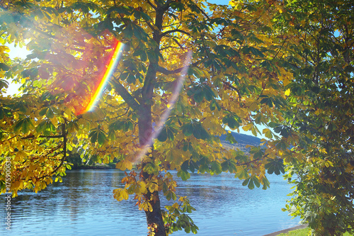 Fototapeta Naklejka Na Ścianę i Meble -  Autumn colors with lens flare