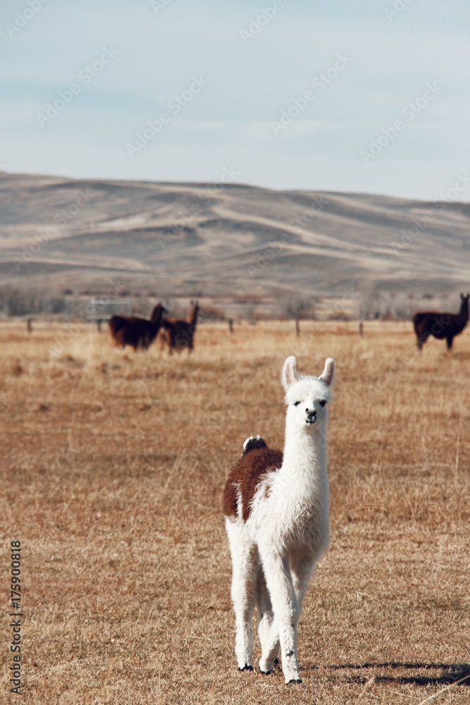 alpaca looking alpaca looking