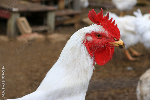 Close up of a white rooster in a chicken coup