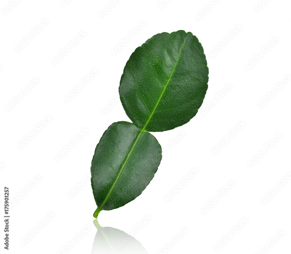 Fototapeta premium bergamot leaf isolated on white background