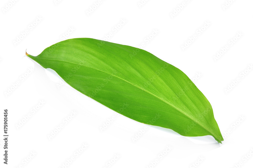 Obraz premium single turmeric leaf isolated on white background