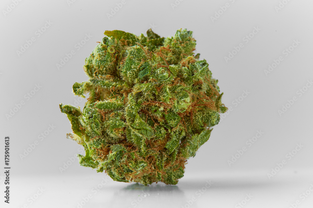 Close up of prescription medical marijuana Banana Cookies flower on white background Close up of prescription medical marijuana Banana Cookies flower on white background