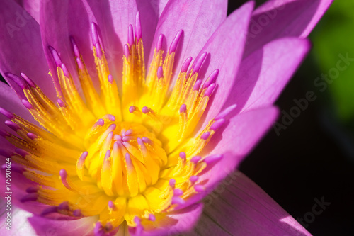 Purple lotus flower or water lily flowers.