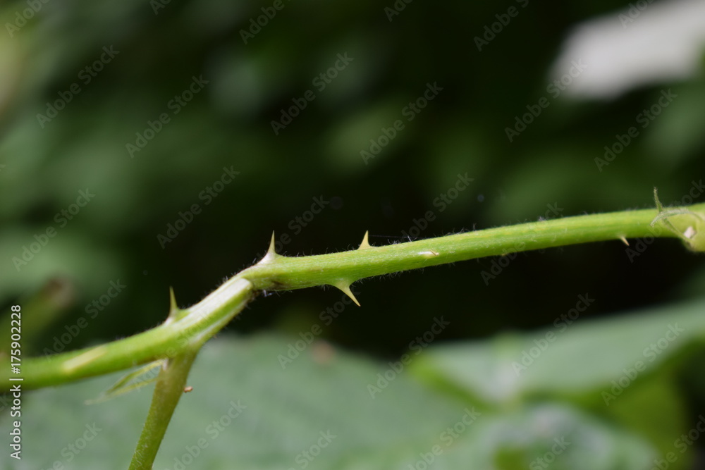 plant plant