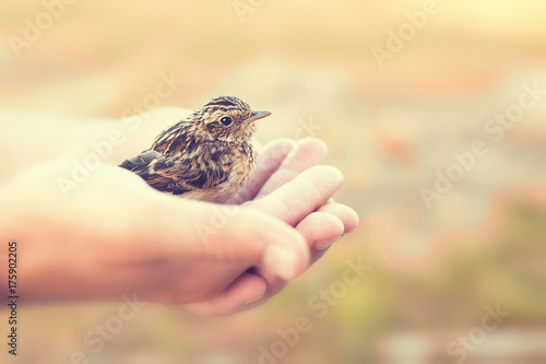 Sparrow sitting in human`s hand.