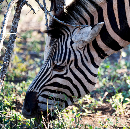  in south africa wildlife nature reserve and zebra
