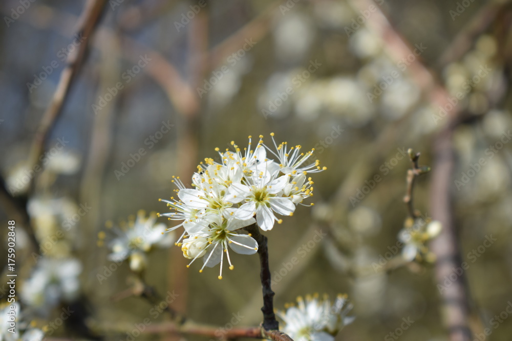 blossom blossom