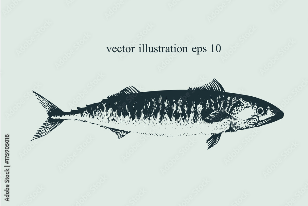 Fototapeta premium Mackerel. Hand drawn retro vector illustration. Fish silhouette