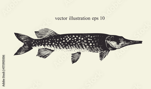 Pike. Hand drawn retro vector illustration. Fish silhouette