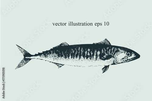Mackerel. Hand drawn retro vector illustration. Fish silhouette