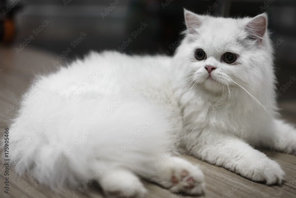 Close up of face white persian cat looking with interested face on wood floor at veterinary clinic.