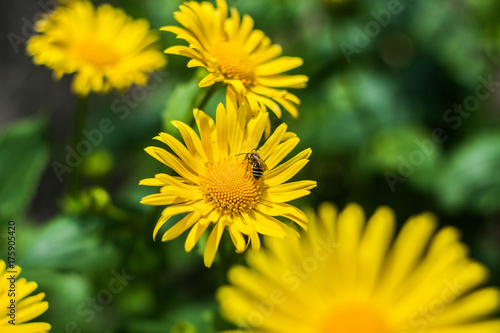 yellow daisies in the garden in the spring