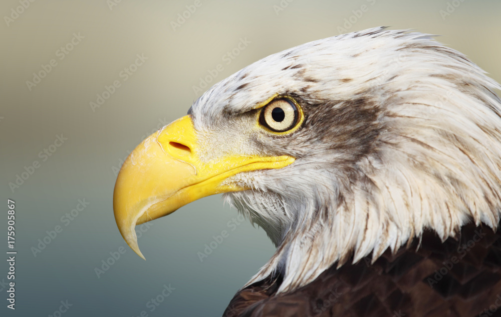 Obraz premium Bald eagle portrait