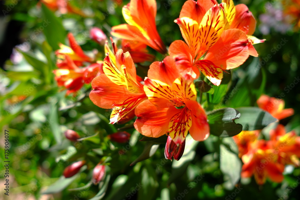 Dans le jardin des fleurs à Lyon, France Dans le jardin des fleurs à Lyon, France