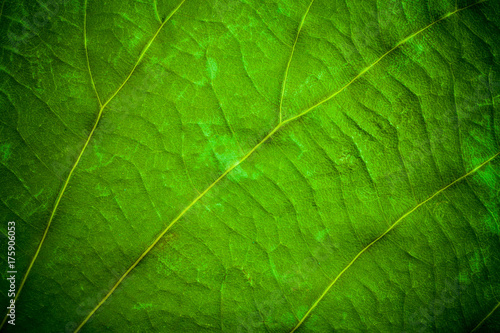 Green leaf pattern closeup background. leaves for background.