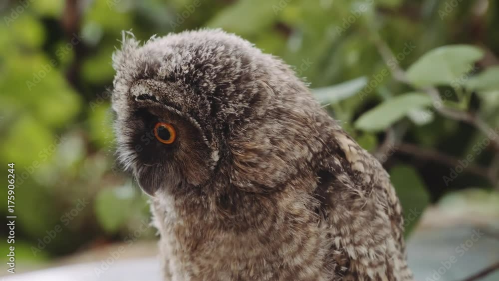 Little baby owl sitting on a branch. Little baby owl sitting on a branch.