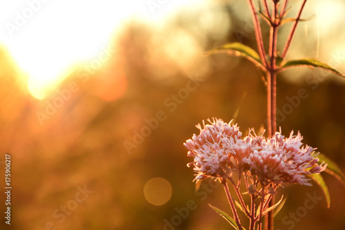 wild meadow pink flowers on morning sunlight background. Autumn field background